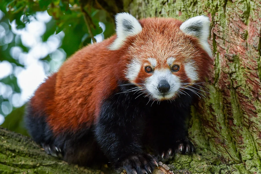 惠普斯耐德动物园入场门票, at Whipsnade Zoo, London