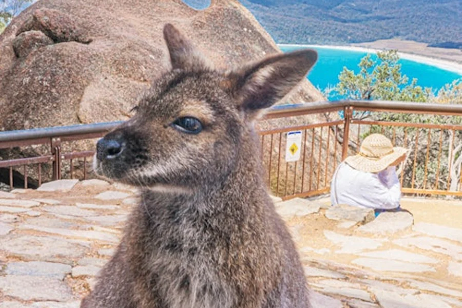 Wineglass Bay, Freycinet National Park & Richmond: Guided Tour + Transfer, Hobart