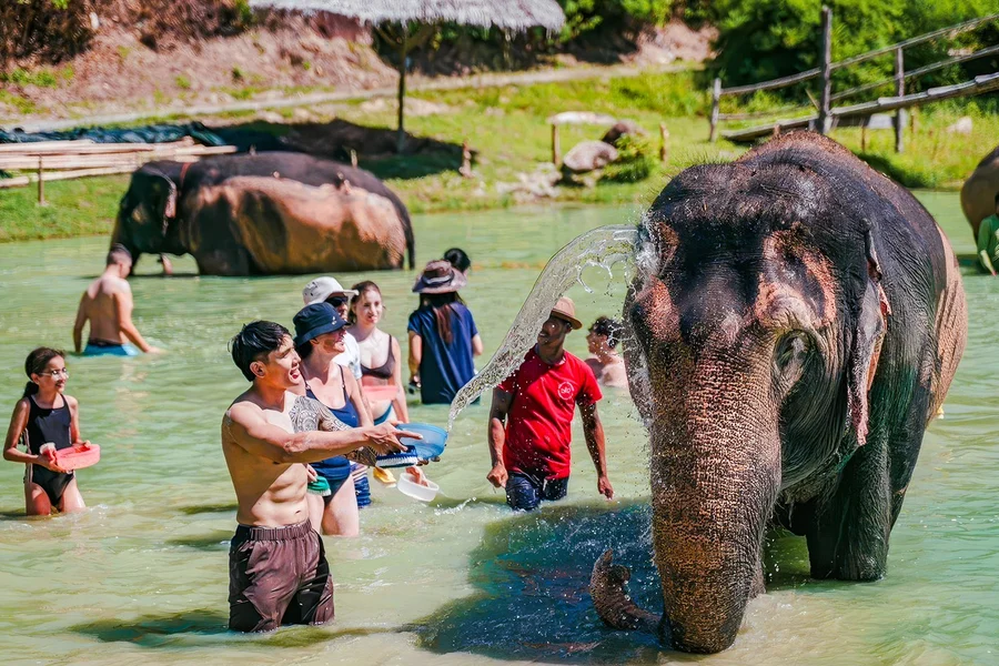 Phuket Elephant Care: Feed, Shower & Mud Spa Guided Tours with Optional Transfers, Phuket