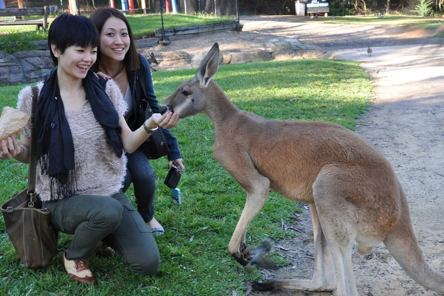 Australian Reptile Park Ticket, Sydney