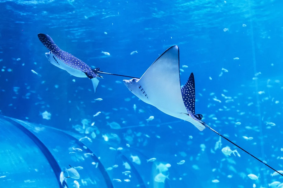 Tickets to National Aquarium Abu Dhabi with Bu Tinah Dhow Experience, Abu Dhabi