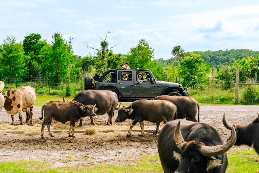 Orlando: Wild Florida Drive‑Thru Safari Park, Orlando