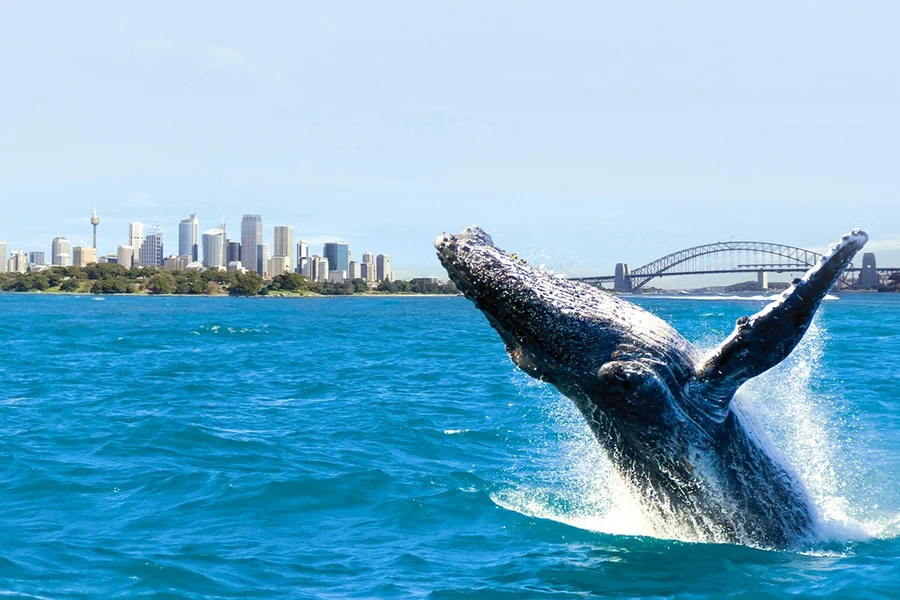 Sydney Whale Watching Cruise with Onboard Buffet, Sydney
