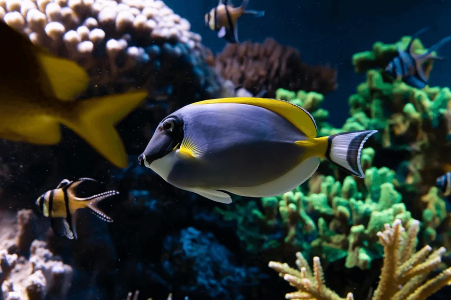 सी लाइफ लंदन एक्वेरियम टिकट, at SEA LIFE London Aquarium Entrance, London