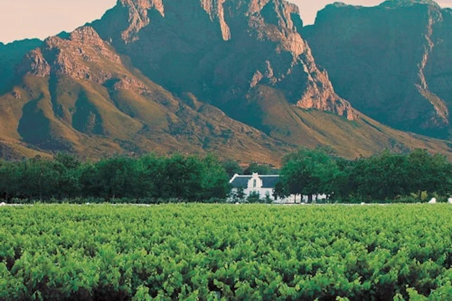 Winelands & Stellenbosch-Franschhoek: Private Wine Tasting Tour, Cape Town