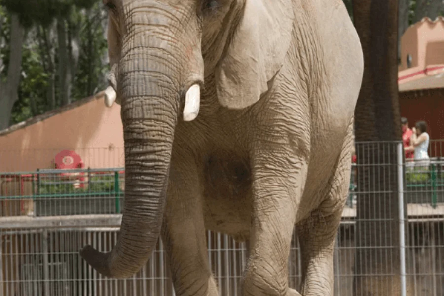 Tickets to Barcelona Zoo, Barcelona