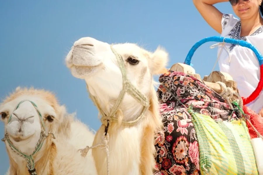 Hurghada: 1-Hr Guided Camel Ride + Transfer, Hurghada