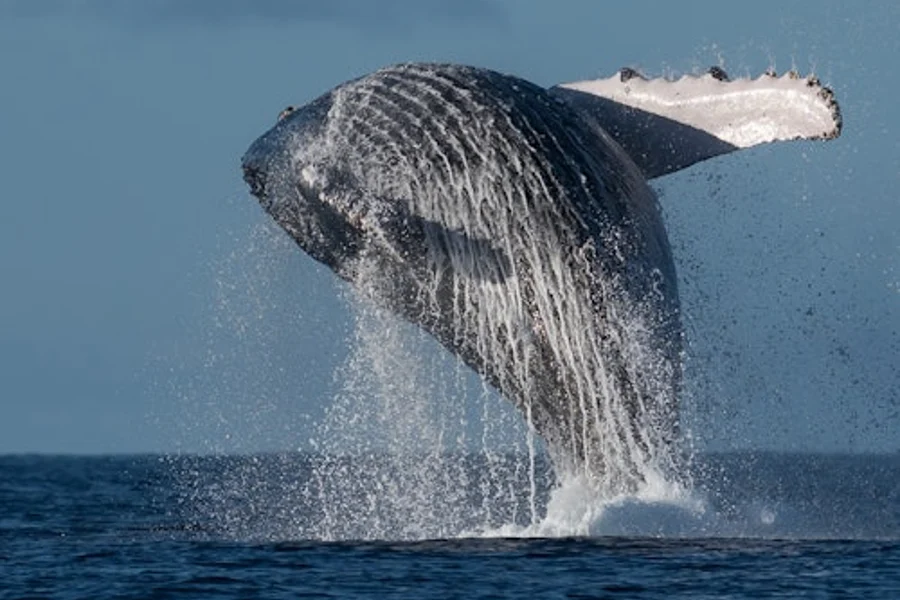 2-Hour Sunshine Coast Whale Watching Experience, Mooloolaba