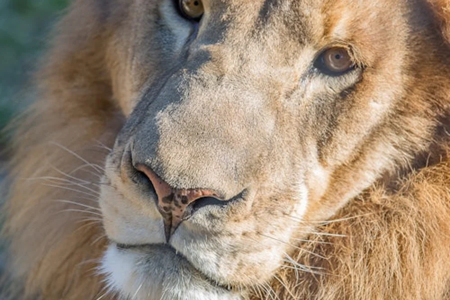 Austin Zoo: Skip The Line Ticket, Austin