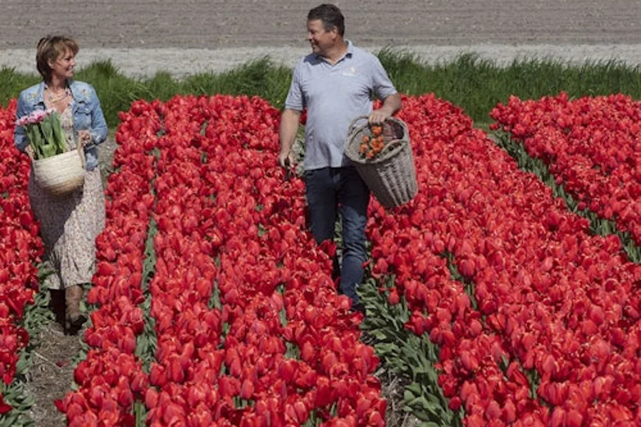 Keukenhof: Rondleiding + Bezoek aan Tulpenboerderij + Molencruise, Amsterdam