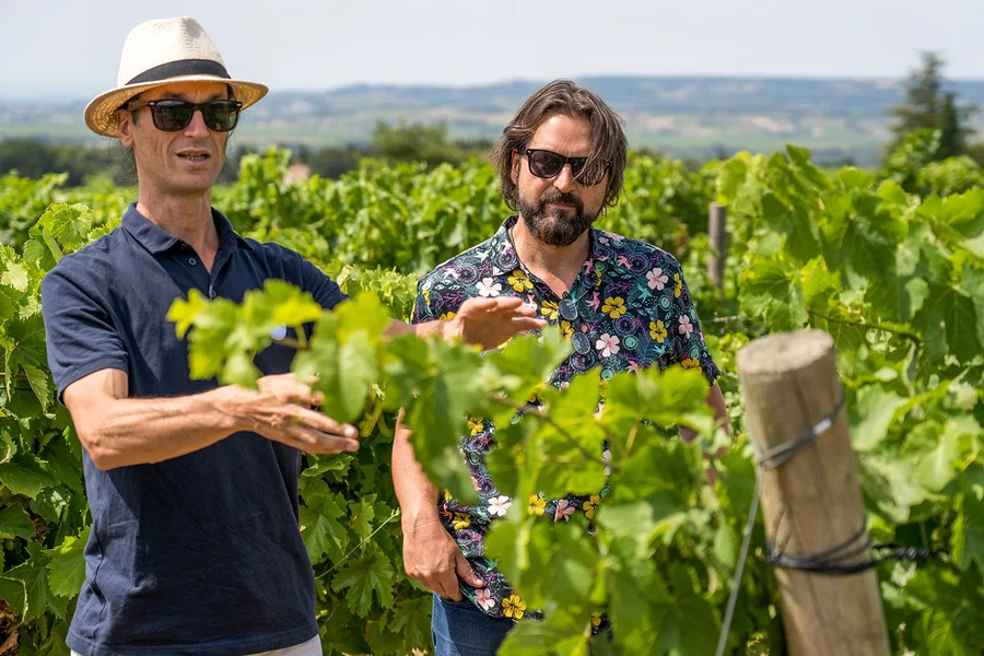 From Avignon: Wine Tour to Châteauneuf-du-Pape, Provence