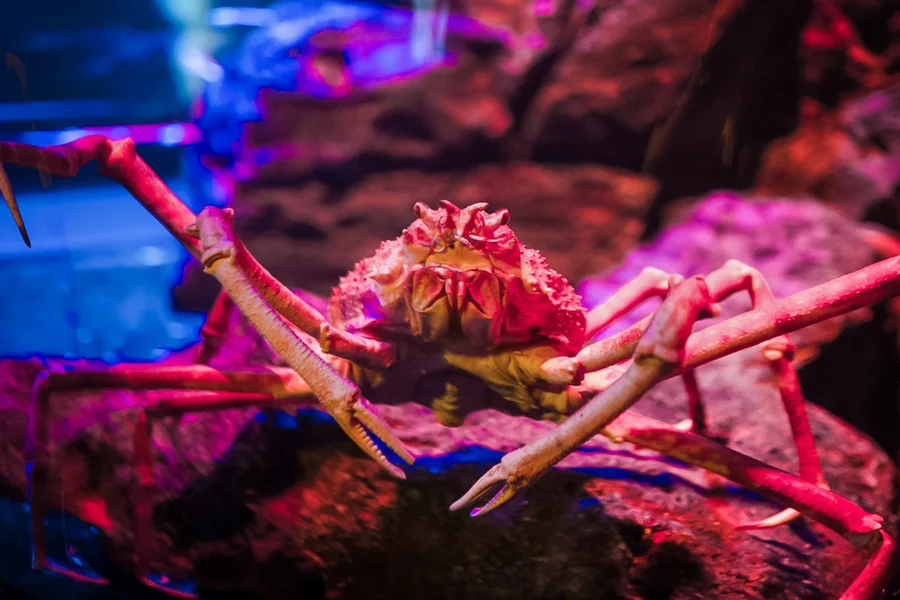 SEA LIFE Bangkok miðar, Bangkok