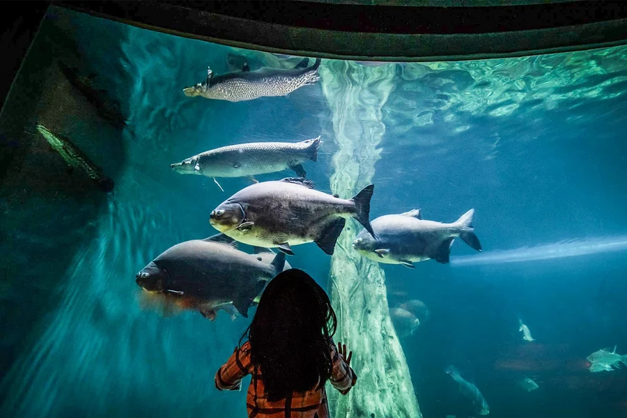 【獨家優惠】水族館 KLCC 票務, at Kuala Lampur, Kuala Lumpur