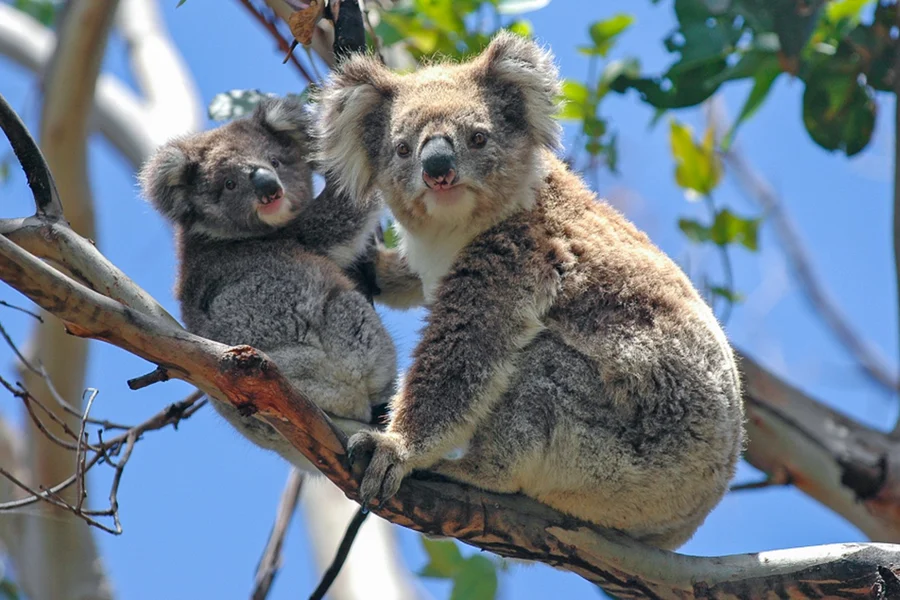 From Melbourne: Full-Day Guided Tour of Phillip Island Wildlife with Penguin Parade & Brighton Beach Boxes , Melbourne