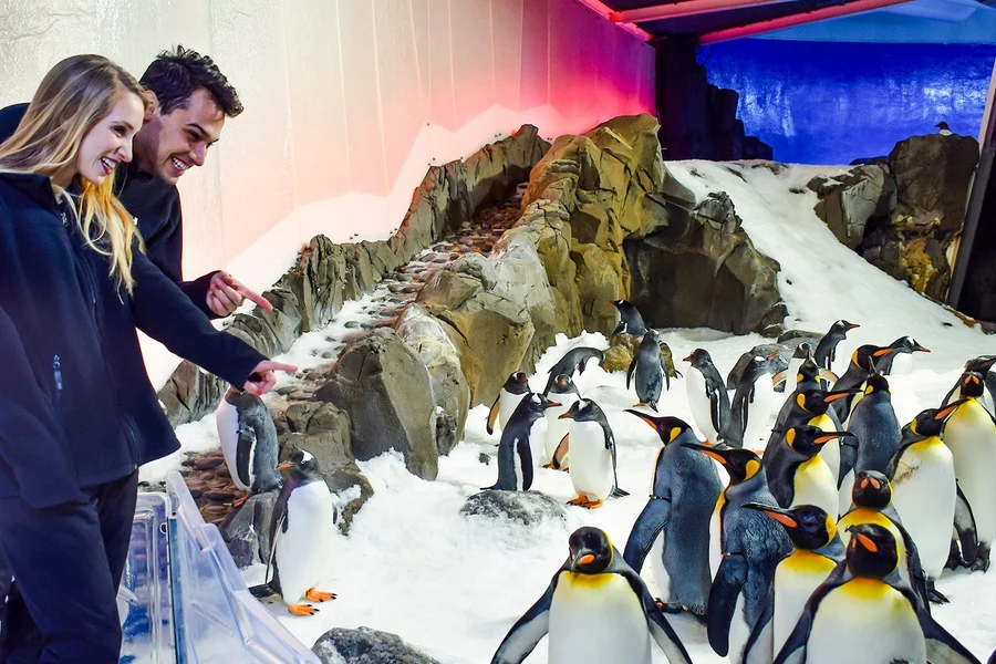 Penguin Passport Tickets: Guided Encounter at SEA LIFE Melbourne Aquarium, Melbourne
