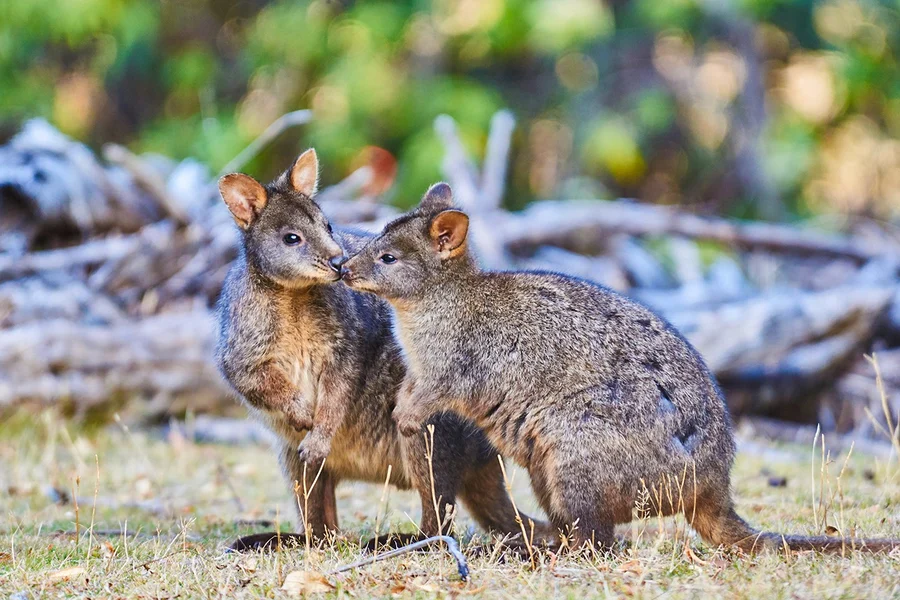 Walk with Wildlife Guided Tour at Wildlife Wonders, Melbourne