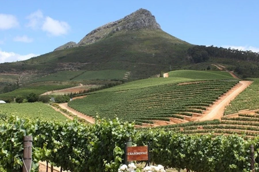 Stellenbosch & Franschhoek: Wine Tasting + Roundtrip Transfer From Cape Town, Cape Town