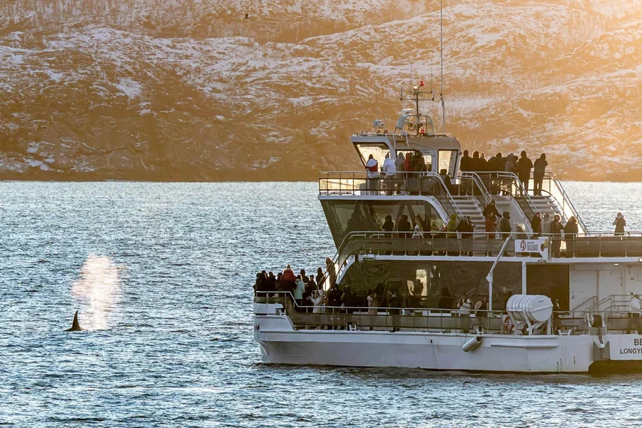 From Tromso: Whale Watching Tour on Hybrid-Electric Catamaran, Tromso
