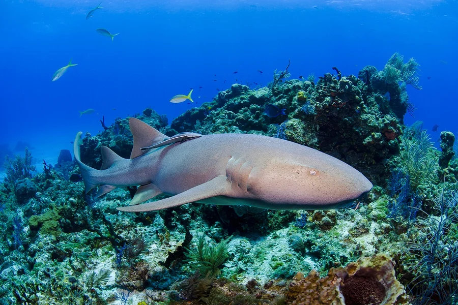 Shark Dive Xtreme Tickets at SEA LIFE Melbourne Aquarium, Melbourne