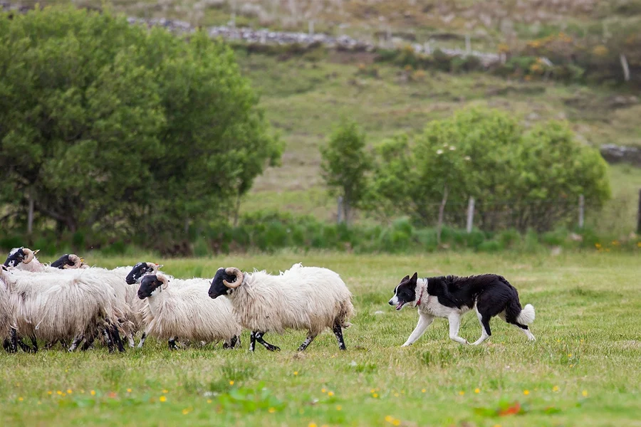 From Dublin: Glendalough, Wicklow, and Kilkenny with Sheepdog Trails Full-Day Trip, Dublin