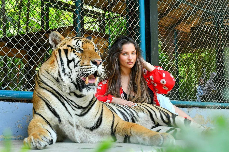 Tiger Park Tickets with Tiger Play Packages, Phuket