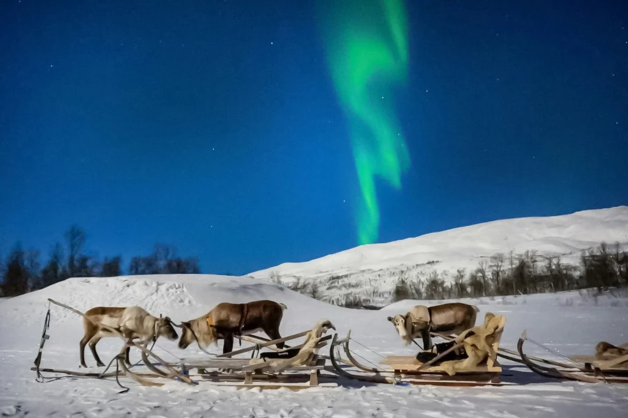 Tromso: Northern Lights, Reindeer and Sami Experiences, Tromso