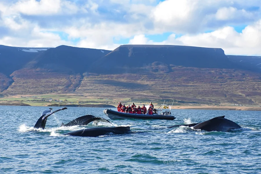 Akureyri: Whale Watching Tour on RIB Speedboat, at Elding Whale Watching Akureyri, Reykjavik