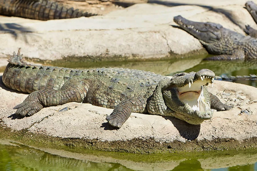 Skip-the-Line Tickets to Crocodile Park, Malaga