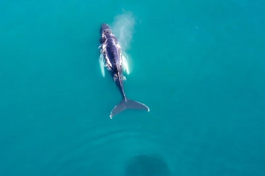 Whale Watching, Husavik