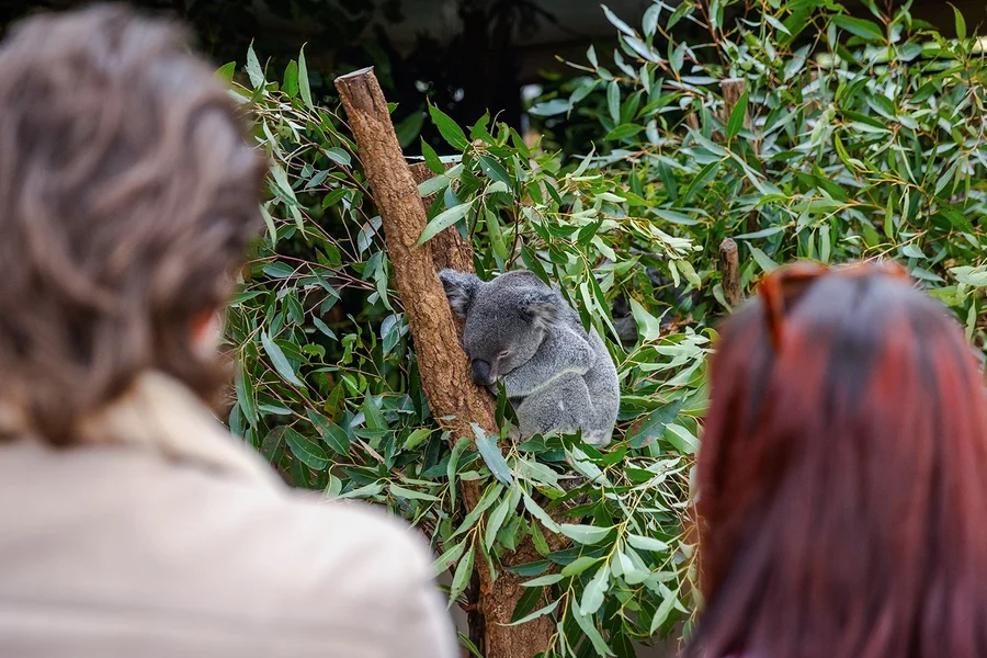 Lone Pine Koala Sanctuary Tickets, Brisbane