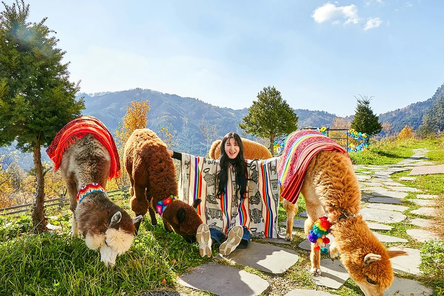 Nami Island Wildlife Exploration Day Tour with Alpaca World , Seoul