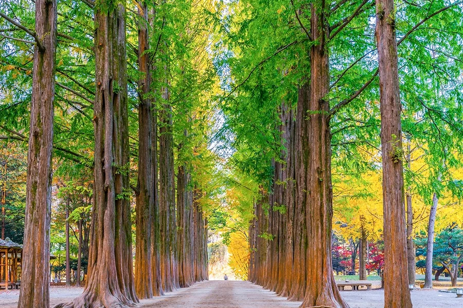 Round Trip Shuttle Bus Service to Nami Island
, Seoul