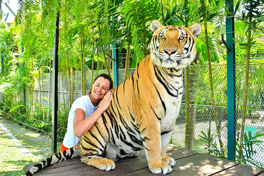Tiger Park Tickets with Tiger Play Packages: Non-Thai Residents, at Tiger Park Pattaya, Pattaya