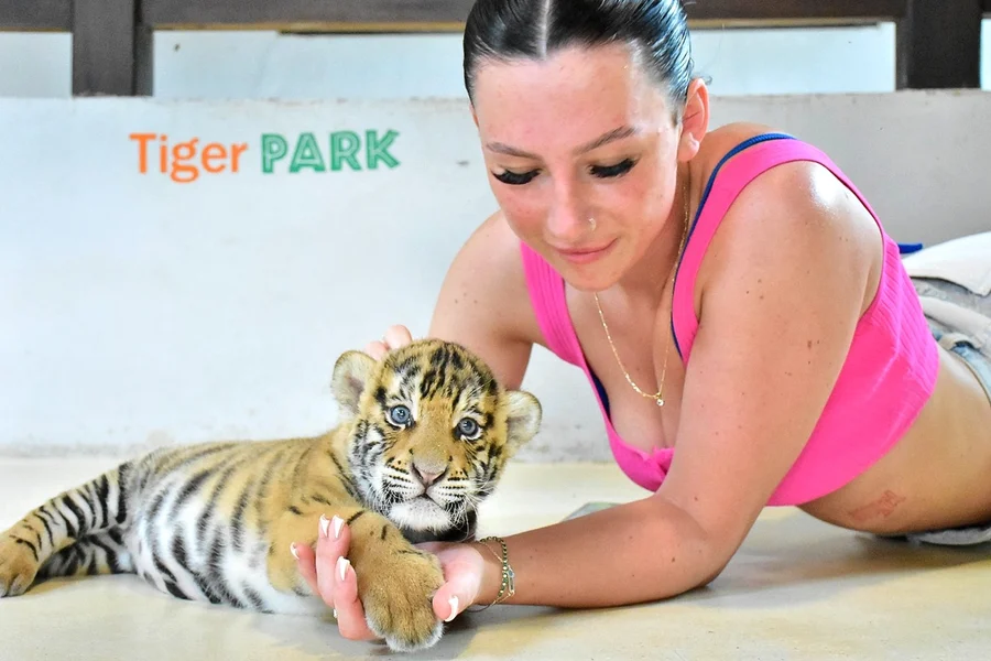 Tiger Park Tickets: Non-Thai Residents, Pattaya