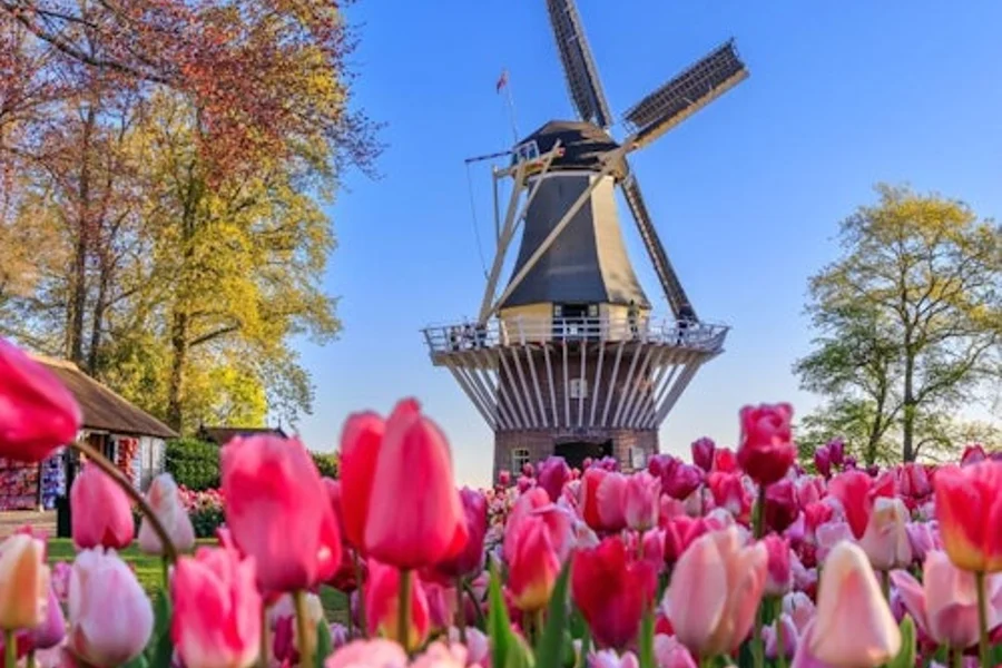Keukenhof & Zaanse Schans: Ganztägige geführte Tour mit Einlass, Amsterdam