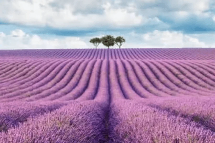 Gorges of Verdon and Fields of Lavender Tour, Nice
