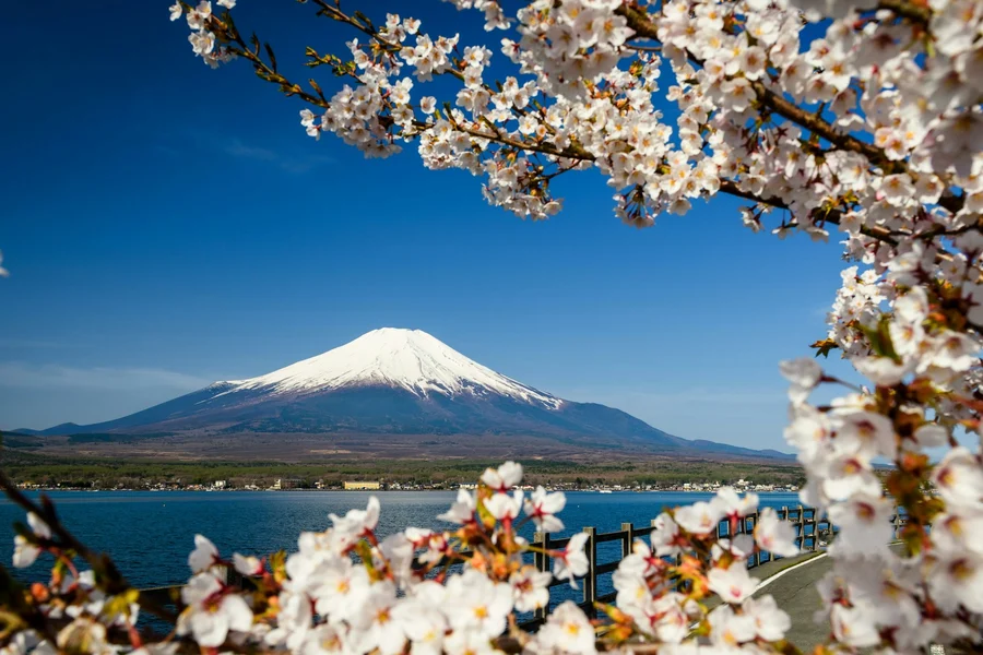 Mount Fuji Guided Day Tour with Lake Kawaguchi & Lake Yamanaka, Tokyo