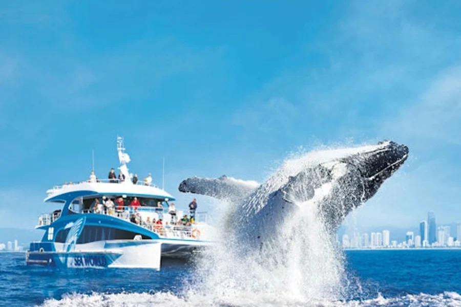 Whale Watching Cruise Gold Coast, Gold Coast