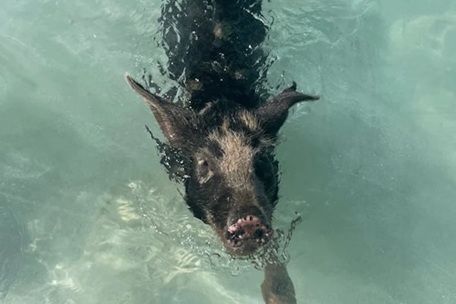 Bahamas: Boat Adventure with Swimming Pigs, Turtles & Snorkeling, Nassau