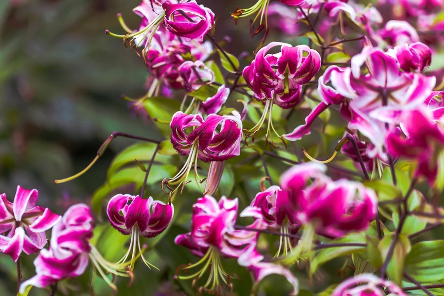 Full-Day Guided City Tour of Hobart & Tickets to MONA, Hobart