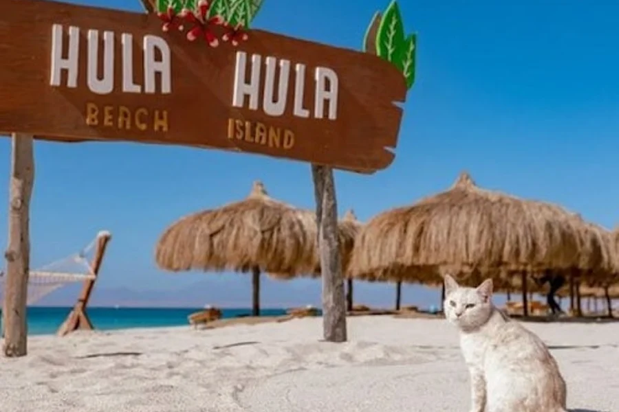 Hula Hula Island: Guided Cruise from Hurghada + Snorkeling + Lunch, Hurghada