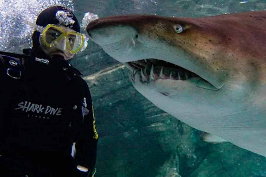Shark Dive Xtreme at SEA LIFE Sunshine Coast, Mooloolaba