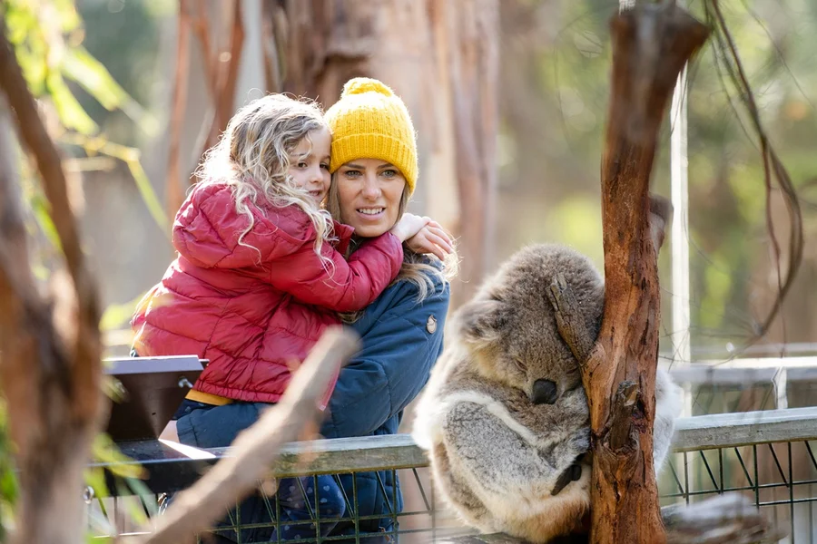 Phillip Island 3 Parks Pass: Penguin Parade, Koala Conservation Reserve & Churchill Island, Melbourne