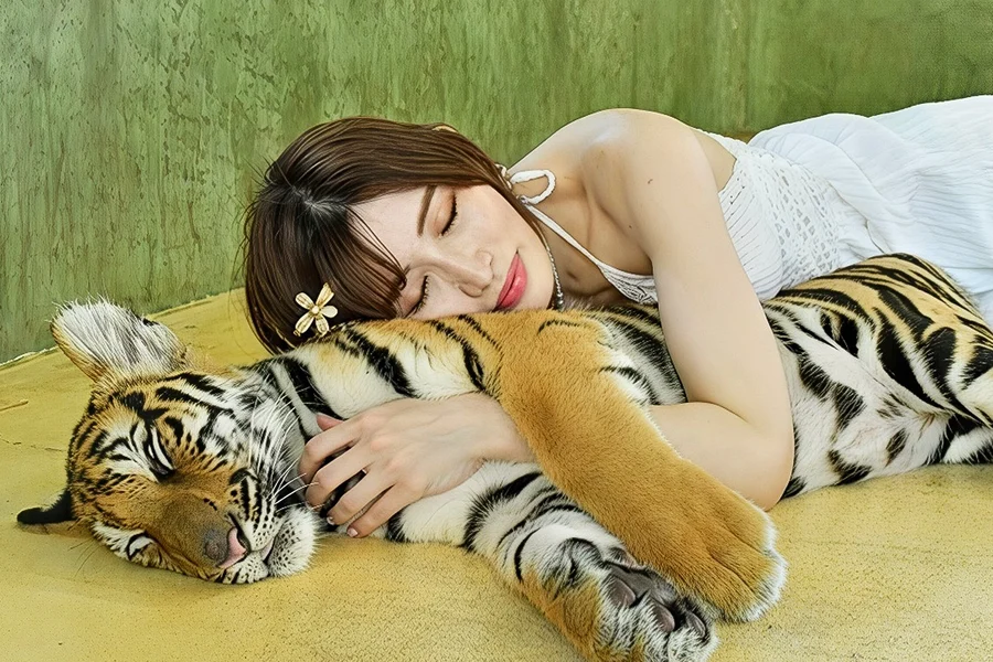 Tiger Kingdom Tickets with Private Transfers & Tiger Interaction , at Pa Tong, Kathu District, Phuket, Thailand, Phuket