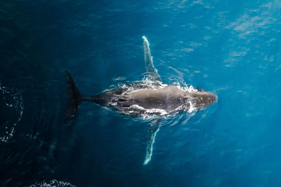 Kaikoura 40-Min Whale Watching Flight with Window Seat, Kaikoura
