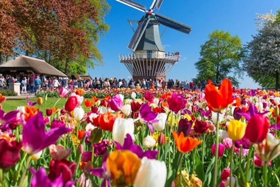Keukenhof & Flower Parade: Entry Ticket + Tulip Tour, Amsterdam