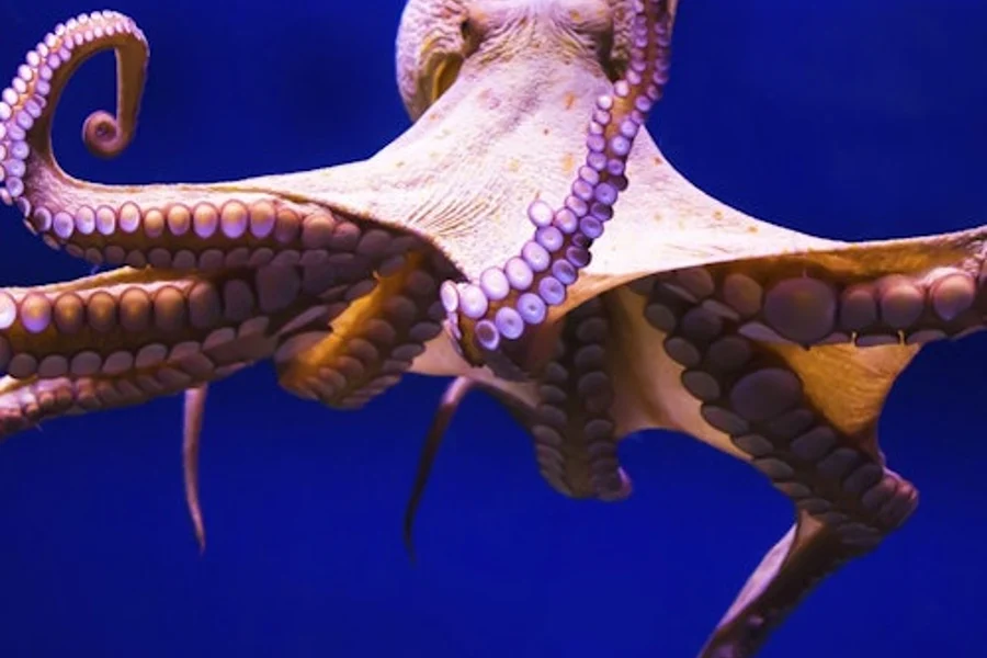 Gran Canaria: Guided Day Tour from Tenerife + Aquarium & Distillery Entry, Tenerife