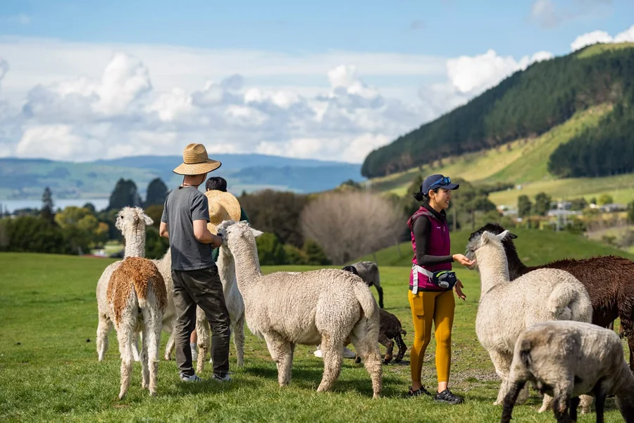 Agrodome Authentic Farm Experience Tickets, Rotorua