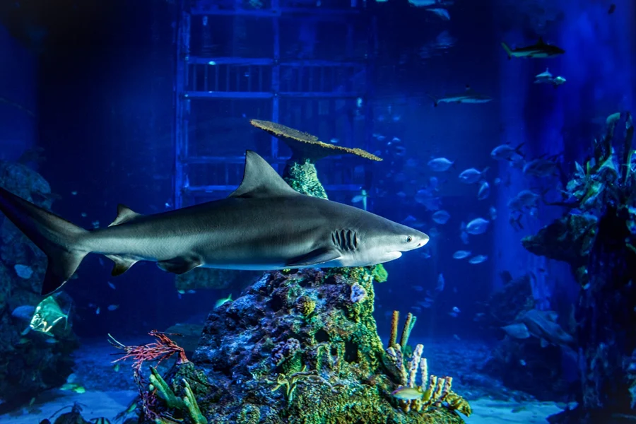 巴厘島海洋野生動物園門票, at Marine Safari Bali, Bali