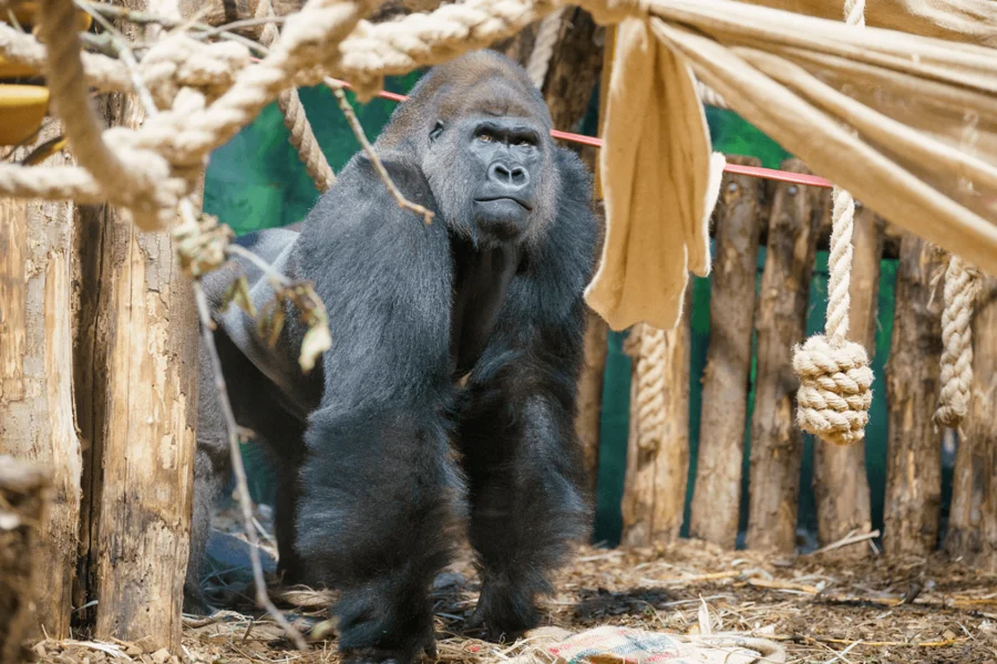 Tiket ZSL London Zoo, London